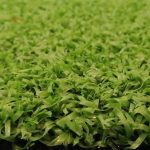 carpet, area rug, wall-to-wall carpet, wool carpet, nylon carpet, polyester carpet, olefin carpet, shag carpet, plush carpet, berber carpet, patterned carpet, solid color carpet, modern carpet, traditional carpet, vintage carpet, contemporary carpet, cheap carpet, luxury carpet, carpet tiles, carpet runner, carpet padding, carpet installation, carpet cleaning, carpet maintenance, stain-resistant carpet, eco-friendly carpet, sustainable carpet, indoor carpet, outdoor carpet, office carpet, home carpet, bedroom carpet, living room carpet, hallway carpet, stair carpet, carpet remnant, custom carpet, carpet design, carpet style, carpet texture, soft carpet, durable carpet, carpet for pets, carpet for kids, carpet for high traffic, carpet for low traffic, carpet trends, carpet colors, carpet patterns, carpet materials, carpet brands, carpet online, carpet sale, carpet deals, carpet discount, carpet shop, carpet store, carpet showroom, carpet flooring, carpet decor, carpet aesthetic, carpet luxury, carpet comfort, carpet texture guide, carpet selection, carpet buying guide, carpet comparison, carpet care tips, carpet stain removal, carpet vacuuming, carpet repair, carpet replacement, carpet upgrade, carpet modern design, carpet classic design, carpet office use, carpet home use, carpet hotel use, carpet commercial use, carpet residential use, carpet sustainable options, carpet hypoallergenic, carpet eco-friendly materials, carpet natural fibers, carpet synthetic fibers, carpet indoor-outdoor, carpet easy clean, carpet soft underfoot, carpet thick pile, carpet low pile, carpet high pile, carpet anti-slip, carpet waterproof, carpet flame retardant, carpet insulation, carpet soundproof, carpet warmth, carpet style modern, carpet style traditional, carpet style contemporary, carpet texture smooth, carpet texture loop, carpet texture cut pile, carpet texture cut and loop, carpet pattern geometric, carpet pattern floral, carpet pattern abstract, carpet pattern striped, carpet color neutral, carpet color bold, carpet color pastel, carpet color bright, carpet designer carpet, carpet custom size, carpet area coverage, carpet home decoration, carpet interior design, carpet office design, carpet aesthetic appeal, carpet functional flooring, carpet durable flooring, carpet luxury flooring, carpet premium quality, carpet budget-friendly, carpet online shopping, carpet e-commerce, carpet delivery, carpet installation guide, carpet professional installation, carpet DIY installation, carpet maintenance tips, carpet cleaning methods, carpet vacuum guide, carpet deep cleaning, carpet stain protection, carpet long-lasting, carpet comfort underfoot, carpet cozy feel, carpet home upgrade, carpet interior upgrade, carpet modern home, carpet stylish home, carpet bedroom upgrade, carpet living room upgrade, carpet hallway upgrade, carpet stair upgrade, carpet flooring ideas, carpet room design, carpet home decor ideas, carpet office upgrade, carpet workspace improvement, carpet hotel design, carpet commercial space, carpet workspace style, carpet home style, carpet eco-conscious, carpet sustainable living, carpet natural fibers guide, carpet synthetic fibers guide, carpet texture guide, carpet pattern guide, carpet color guide, carpet installation tips, carpet care tips, carpet longevity, carpet top brands, carpet popular brands, carpet trusted brands, carpet best sellers, carpet highly-rated, carpet customer reviews, carpet expert reviews, carpet comparison guide, carpet buying tips, carpet must-have, carpet essential, carpet modern essential, carpet luxury essential, carpet affordable essential, carpet stylish essential, carpet comfortable essential, carpet durable essential, carpet soft essential, carpet budget-friendly essential, carpet premium essential, carpet top choice, carpet top pick, carpet must-buy, carpet home must-have, carpet office must-have, carpet commercial must-have, carpet interior must-have, carpet decor must-have, carpet flooring must-have, carpet home improvement, carpet office improvement, carpet design improvement, carpet style upgrade, carpet home upgrade ideas, carpet interior upgrade ideas, carpet office upgrade ideas, carpet home interior ideas, carpet modern home ideas, carpet contemporary home ideas, carpet classic home ideas, carpet modern office ideas, carpet executive office ideas, carpet professional office ideas, carpet luxury office ideas, carpet cozy living room ideas, carpet bedroom comfort ideas, carpet hallways ideas, carpet stairway ideas, carpet stylish flooring, carpet elegant flooring, carpet practical flooring, carpet functional flooring, carpet versatile flooring, carpet soft flooring, carpet plush flooring, carpet thick flooring, carpet durable flooring, carpet waterproof flooring, carpet stain-resistant flooring, carpet indoor flooring, carpet outdoor flooring, carpet natural materials, carpet synthetic materials, carpet hypoallergenic materials, carpet safe materials, carpet eco-friendly materials, carpet sustainable materials, carpet popular patterns, carpet trending designs, carpet fashionable styles, carpet modern patterns, carpet traditional patterns, carpet contemporary patterns, carpet area rug ideas, carpet runner ideas, carpet mat ideas, carpet decorative ideas, carpet design inspiration, carpet style inspiration, carpet home decor inspiration, carpet professional setup, carpet office layout, carpet interior design, carpet office decor, carpet home office ideas, carpet stylish office ideas, carpet comfort office ideas, carpet residential flooring ideas, carpet commercial flooring ideas, carpet hotel flooring ideas, carpet high-traffic areas, carpet low-traffic areas, carpet pet-friendly flooring, carpet child-friendly flooring, carpet versatile use, carpet aesthetic upgrade, carpet cozy upgrade, carpet comfort upgrade, carpet luxury upgrade, carpet budget upgrade, carpet flooring upgrade, carpet interior design upgrade, carpet modern interior, carpet contemporary interior, carpet classic interior, carpet timeless interior, carpet functional interior, carpet decorative interior, carpet versatile interior, carpet stylish interior, carpet elegant interior, carpet cozy interior, carpet soft interior, carpet thick interior, carpet practical interior, carpet eco-friendly interior, carpet sustainable interior, carpet durable interior, carpet washable interior, carpet easy-maintenance interior, carpet home improvement ideas, carpet office improvement ideas, carpet decor improvement ideas, carpet interior upgrade guide, carpet office upgrade guide, carpet home upgrade guide, carpet design upgrade guide, carpet flooring upgrade guide, carpet shopping guide, carpet buying guide, carpet online shopping guide, carpet installation guide, carpet care guide, carpet maintenance guide, carpet cleaning guide, carpet professional guide, carpet top-rated guide, carpet expert guide, carpet must-have guide, carpet essential guide, carpet comfort guide, carpet style guide, carpet modern guide, carpet luxury guide, carpet affordable guide, carpet top brands guide, carpet trusted brands guide, carpet popular brands guide, carpet best sellers guide, carpet highly-rated guide, carpet customer reviews guide, carpet expert reviews guide, carpet comparison guide, carpet product guide, carpet must-buy guide, carpet top pick guide, carpet top choice guide.
